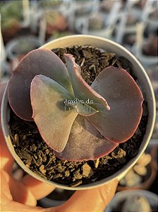 Echeveria crescent spring