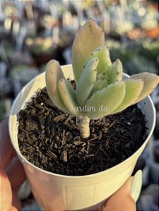 Kalanchoe tomentosa var.