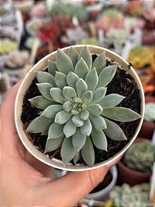 Echeveria lemon juice
