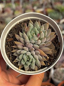 Echeveria lemon juice