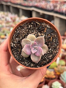 Graptoveria snow white