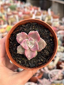 Graptoveria snow white