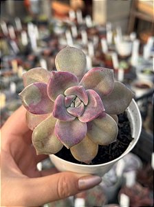 Graptoveria snow white