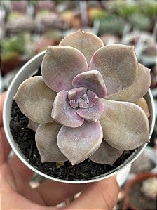 Graptoveria snow white
