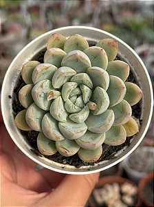 Echeveria Elsa