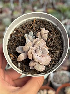 Graptoveria margareth rose