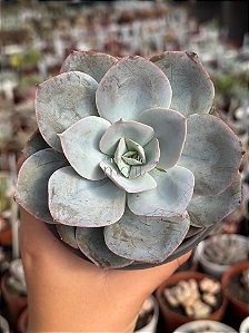 Echeveria fundy 01