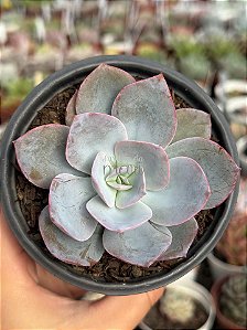 Echeveria fundy 02