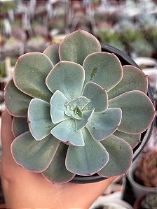 Echeveria imbricata