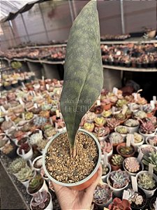 Sansevieria mosoniana victoria