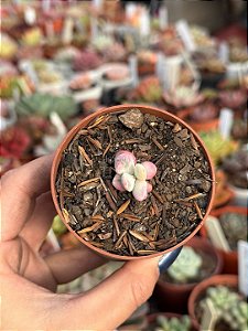 Cotyledon orbiculata var. oophylla variegata
