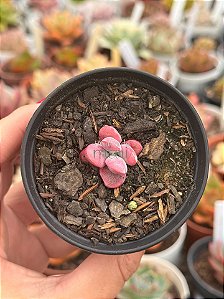 Cotyledon orbiculata var. oophyla variegata (sem raiz)