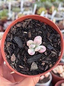 Cotyledon orbiculata var. oophyla variegata (sem raiz)
