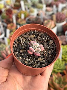 Cotyledon orbiculata var. oophyla variegata