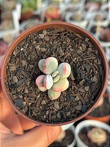Cotyledon orbiculata var. oophyla variegata (sem raiz)