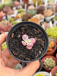 Cotyledon orbiculata var. oophyla variegata