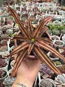 Cryptanthus bivittatus (bromélia estrela)