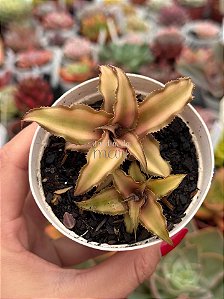 Cryptanthus bivittatus (bromélia estrela)(sem raiz)