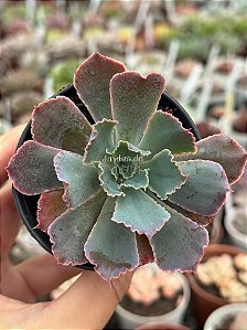 Echeveria shaviana neon breakes