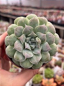Echeveria hiarium