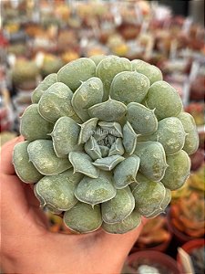 Echeveria hiarium