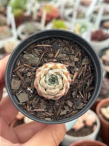 Echeveria hiarium