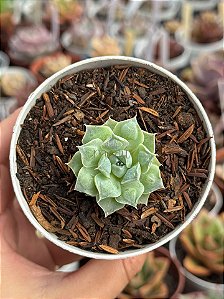 Echeveria hiarium