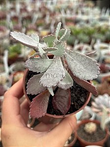 Kalanchoe pumila