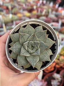 Echeveria purpusorum white