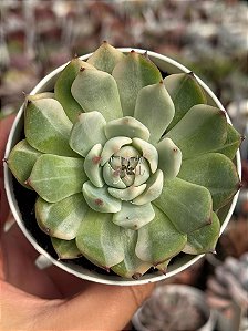 Echeveria chiahuahuensis variegata