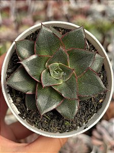 Echeveria monoserotis