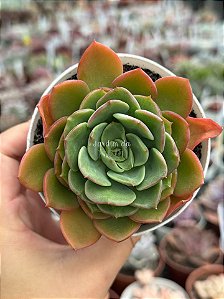 Echeveria nobile korean