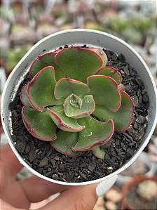 Echeveria rauber