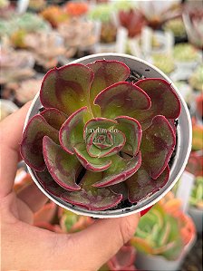 Echeveria rauber