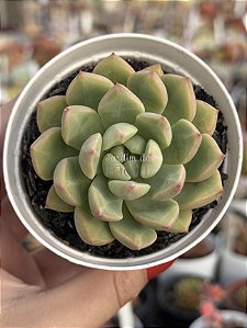Echeveria bloody swallow