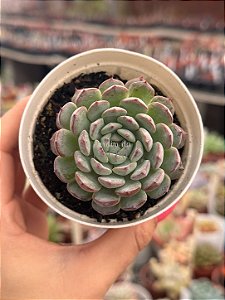 Echeveria pinocchio