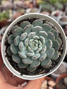 Echeveria Pinocchio