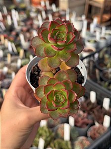 Echeveria little lilly