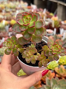 Echeveria little lilly