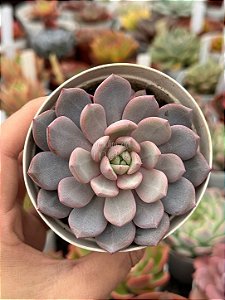 Echeveria love me