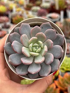 Echeveria love me