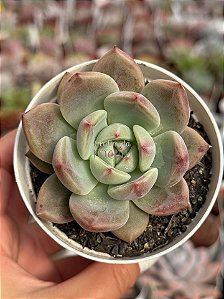 Echeveria white cockatoo