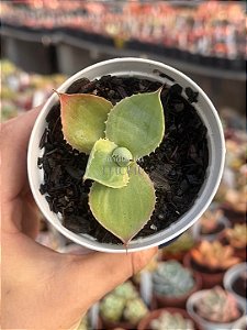 Agave variegata