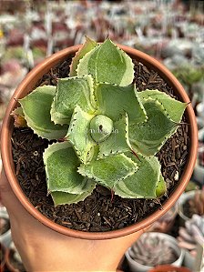 Agave variegata