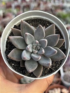 Echeveria arpon