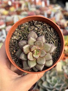 Echeveria moranii x subcorymbosa