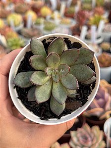 Echeveria moranii x subcorymbosa