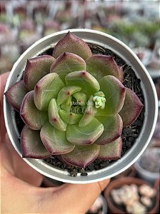 Echeveria night demon
