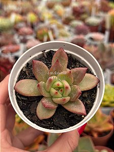 Echeveria night demon