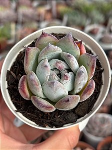 Echeveria colorata roof